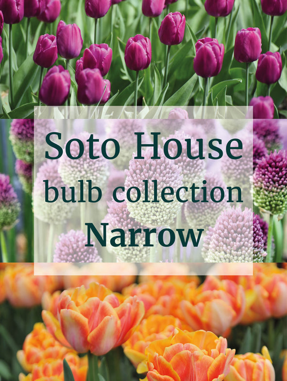 Soto House - Bulb Collection - Narrow